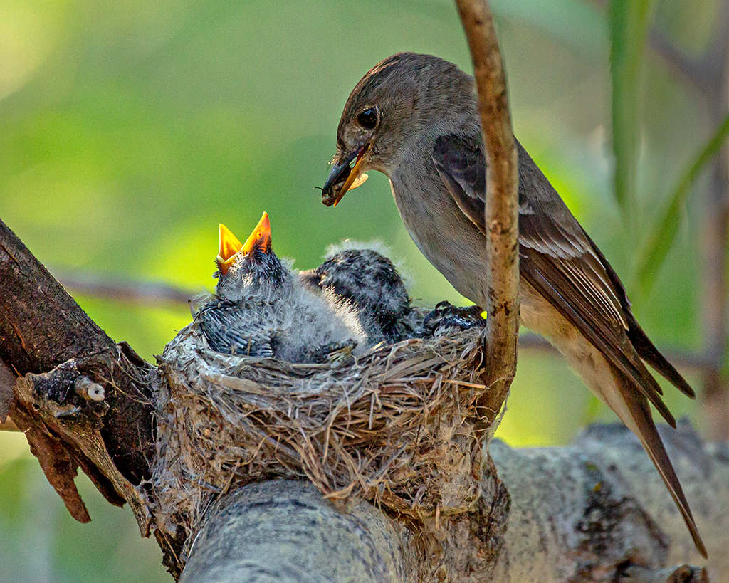 Pewee Breakfast by Leslie Larson (Groups 21 & 94)